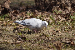 Columba livia domestica