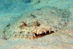 Peacock Flounder photo 4