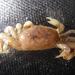 Schmitt Pea Crab - Photo (c) aaronbaldwin, some rights reserved (CC BY-NC), uploaded by aaronbaldwin