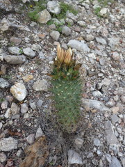 Coryphantha octacantha