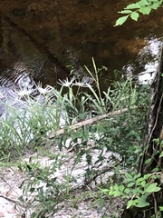 Hymenocallis occidentalis