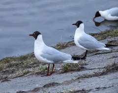 Chroicocephalus ridibundus