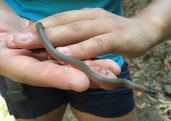 Diadophis punctatus vandenburgii