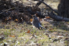 Turdus pilaris