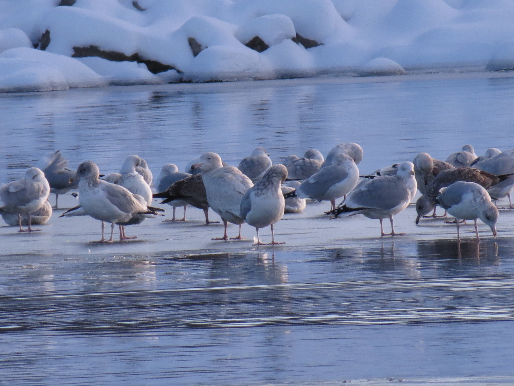 Glaucous Gull