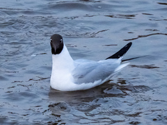 Chroicocephalus ridibundus