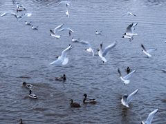 Chroicocephalus ridibundus