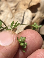 Floerkea proserpinacoides