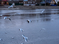 Chroicocephalus ridibundus