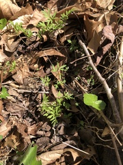 Floerkea proserpinacoides