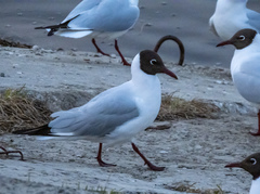 Chroicocephalus ridibundus