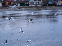 Chroicocephalus ridibundus