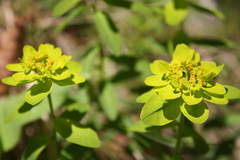 Euphorbia austriaca