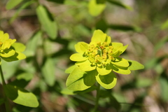 Euphorbia austriaca