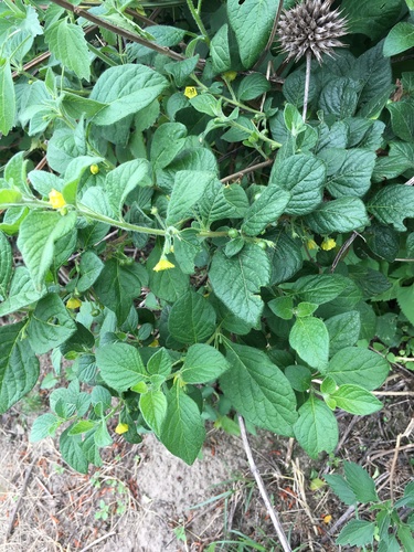 Capsicum rhomboideum (Capsicum rhomboideum)