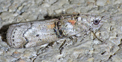 Passadena flavidorsella