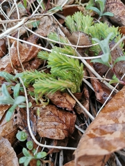 Euphorbia cyparissias