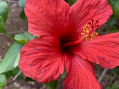 Hibiscus rosa-sinensis