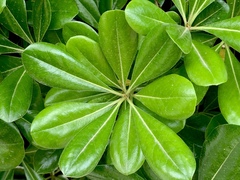 Pittosporum tobira
