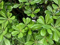 Pittosporum tobira