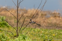 Ficedula semitorquata