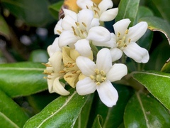 Pittosporum tobira