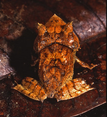 Hemiphractus scutatus