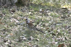 Turdus pilaris