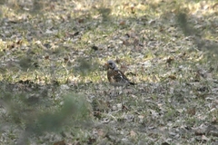 Turdus pilaris