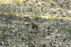 Turdus pilaris