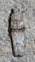 Passadena flavidorsella