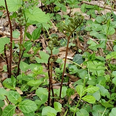 Onocleaceae
