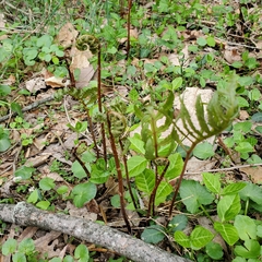 Onocleaceae