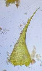 Campylophyllopsis calcarea