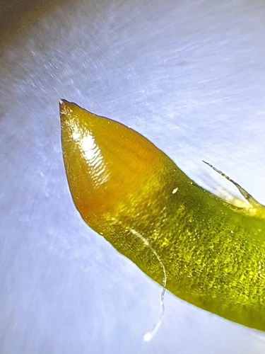 Image of Campylophyllopsis calcarea by no rights reserved