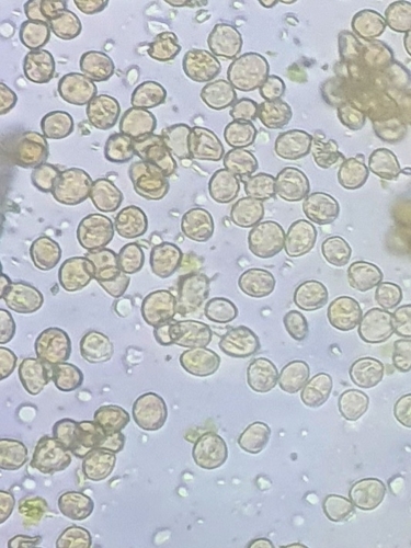 Image of Campylophyllopsis calcarea by no rights reserved