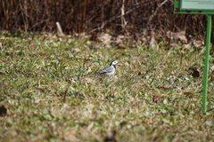 Motacilla alba
