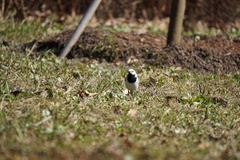 Motacilla alba