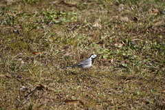 Motacilla alba