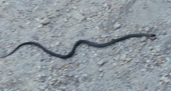 Diadophis punctatus modestus