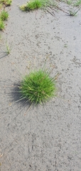 Juncus sonderianus