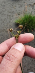 Juncus sonderianus