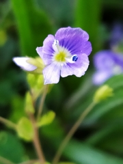 Veronica filiformis