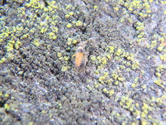 Entomobrya nigrocincta