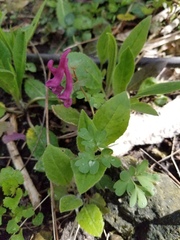 Corydalis solida
