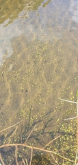 Glossostigma elatinoides