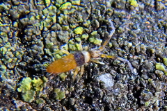 Entomobrya nigrocincta