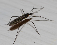 Gnophomyia tristissima