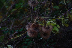 Porophyllum punctatum
