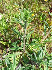 Echium tuberculatum